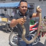 ผวางูเห่าตัวเขื่องโผล่! แจ้งด่วนหมองูเมืองสุราษฎร์ฯ บุกคว้ามือเปล่ารวบอสรพิษร้าย