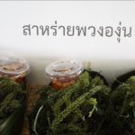 ทช. เปิดตัวป่าในเมืองแห่งแรก จ.กระบี่ เนรมิต 180 ไร่ เป็นผืนป่าใจกลางเมือง