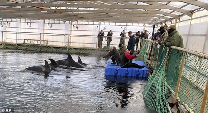 วาฬ100ตัวจ่อพ้นคุก