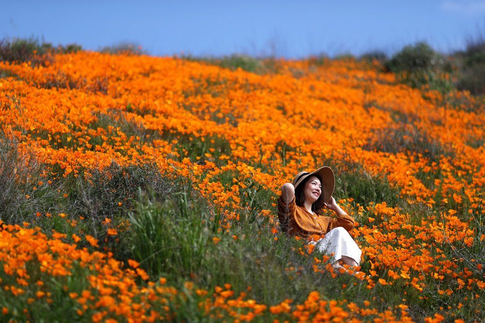 A woman sits in a super bloom of poppies in Lake Elsinore, California
