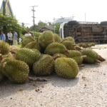 กระบะคว่ำ ทุเรียนหมอนทอง 3 ตัน ตกเกลื่อนถนน คนขับหน้าซีด สูญกว่า 3 แสน