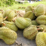 กระบะคว่ำ ทุเรียนหมอนทอง 3 ตัน ตกเกลื่อนถนน คนขับหน้าซีด สูญกว่า 3 แสน