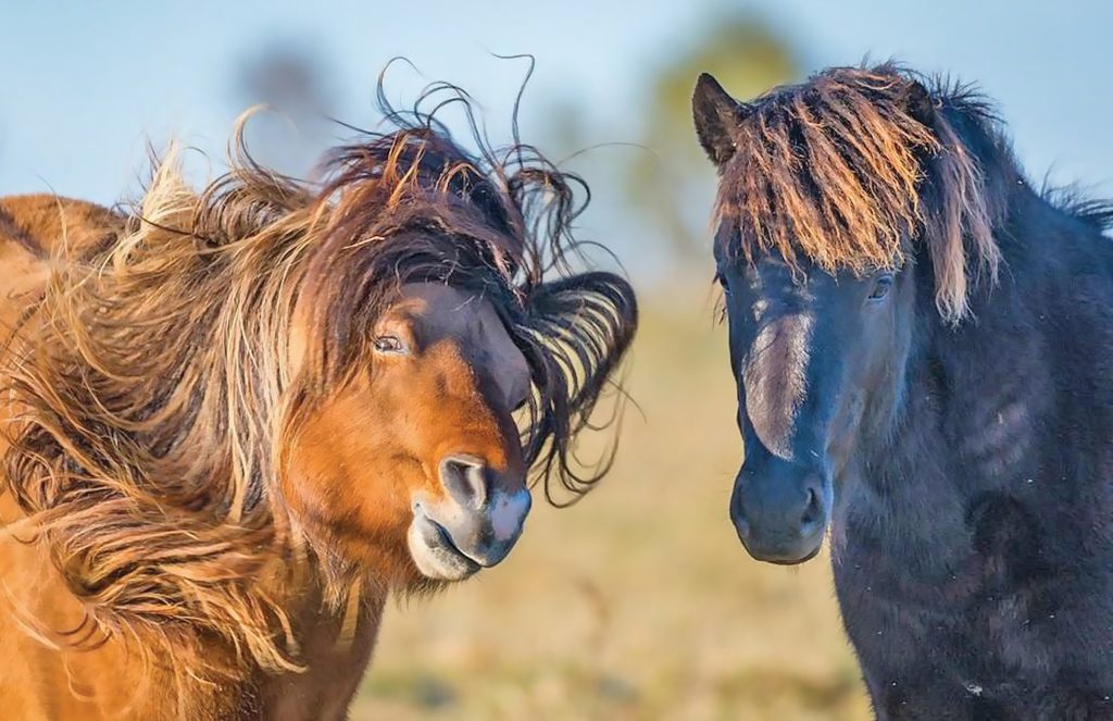 สวยสลวยแบบม้า