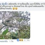 หนุ่มๆคึกคักแห่ยื่นใบสมัคร เป็นลูกเขย เสี่ยล้งทุเรียน ชาวเน็ตแห่เชียร์นับหมื่น