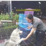 ไซบีเรียน จอมแสบ ทำเอาฮาไปทั้งโซเชียล โดนแขวนป้ายหลังมาไถขนมนับพัน!