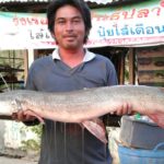 ชาวบ้านแตกตื่น ปลาจระเข้ยักษ์ โผล่ติดแห เตือนอย่าลงเล่นน้ำ อาจมีหลงเหลือ(คลิป)