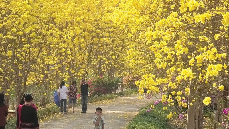 เหลืองอินเดียบานสะพรั่ง
