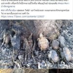 เจ้าหน้าที่ดับไฟป่าพะเยา เผยภาพสุดสลด แม่นกยูง ป้องไข่ไม่ยอมหนี ไฟคลอกดับคารัง