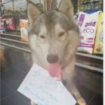 ไซบีเรียน จอมแสบ ทำเอาฮาไปทั้งโซเชียล โดนแขวนป้ายหลังมาไถขนมนับพัน!