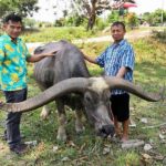 "เจ้าด่าง" พญาควาย อายุ 36 ปี เขาโค้งยาวสวย มีลักษณะพิเศษ ตามตำราโบราณ