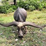"เจ้าด่าง" พญาควาย อายุ 36 ปี เขาโค้งยาวสวย มีลักษณะพิเศษ ตามตำราโบราณ