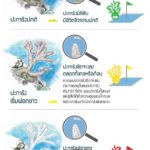 ทช. เฝ้าระวังปะการังฟอกขาว ชี้อากาศร้อนส่งผลกระทบหนัก เตือนนักดำน้ำ ห้ามจับเด็ดขาด
