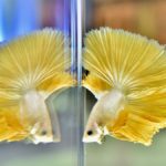 ไอคอนสยาม จัดงาน "The ICONIC Siamese Fighting Fish at ICONSIAM" เชิดชูเรื่องราวอันมีคุณค่าของปลากัดไทยในฐานะสัตว์น้ำประจำชาติ