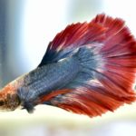 ไอคอนสยาม จัดงาน "The ICONIC Siamese Fighting Fish at ICONSIAM" เชิดชูเรื่องราวอันมีคุณค่าของปลากัดไทยในฐานะสัตว์น้ำประจำชาติ
