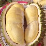 โอ้นั่นมันบักทุเรียน! มันแกว เข้าสวนตัดทุเรียน การันตี...อร่อยไม่แพ้ใคร