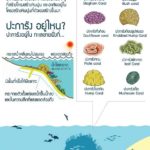 ทช. เฝ้าระวังปะการังฟอกขาว ชี้อากาศร้อนส่งผลกระทบหนัก เตือนนักดำน้ำ ห้ามจับเด็ดขาด