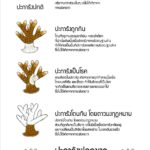 ทช. เฝ้าระวังปะการังฟอกขาว ชี้อากาศร้อนส่งผลกระทบหนัก เตือนนักดำน้ำ ห้ามจับเด็ดขาด