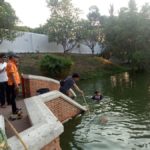 ลำปาง ร้อนมาก! ปลาวัดนับร้อยตัว ลอยตายเกลื่อนสระ เตรียมย้ายที่อยู่ใหม่