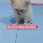 รวบแล้ว! โจรอำมหิตงัดหอพัก จับหมากดน้ำ รับเสพยามาตั้งแต่เด็กๆ