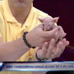 แฉเบื้องหลัง! คาเฟ่นรก จับแมวพิการมาผสมพันธุ์กัน ยิ่งน่าเกลียดยิ่งราคาสูง