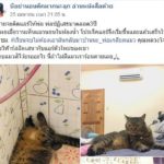 ก็รักไปแล้ว! พ่อเคยเกลียดแมว ไม่ให้พาเข้าบ้าน พอได้เจอกัน แมวร้อนติดแอร์ให้ทันที 