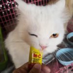 หาบ้านใหม่ให้แมวนับ 10 เหตุผลสุดเศร้า เจ้าของด่วนจากกะทันหัน!
