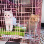 หาบ้านใหม่ให้แมวนับ 10 เหตุผลสุดเศร้า เจ้าของด่วนจากกะทันหัน!