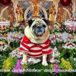 ผัวเมียเศรษฐี จัดงานศพให้หมา สุดรัก บริจาค 5 ล้าน ยอมยกซุปเปอร์คาร์แลกต่อชีวิต