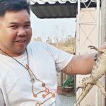 ตัวเงินตัวทองซุกท่อข้างศาลพระภูมิ! หนุ่มตามจับวุ่น เชื่อมาให้โชค เผยเห็นเลขจะจะ