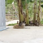 พ่อแม่ใจสลาย! หาลูกชายไม่เจอ เห็นหมาเพื่อนรักตัวเปียก พบจมน้ำดับสลด
