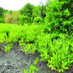 สีโกงกางบางตะบูน มัคคุเทศก์ป่าชายเลน : สดจากเยาวชน
