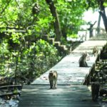สีโกงกางบางตะบูน มัคคุเทศก์ป่าชายเลน : สดจากเยาวชน