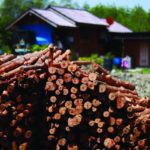 สีโกงกางบางตะบูน มัคคุเทศก์ป่าชายเลน : สดจากเยาวชน