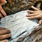 ไม่ขาดสาย!แห่ขอหวย ตะเคียนยักษ์ 300ปี หลังพายุซัดโค่น เลขดังขายเกลี้ยงแผง