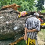 ไม่ขาดสาย!แห่ขอหวย ตะเคียนยักษ์ 300ปี หลังพายุซัดโค่น เลขดังขายเกลี้ยงแผง