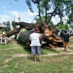 ไม่ขาดสาย!แห่ขอหวย ตะเคียนยักษ์ 300ปี หลังพายุซัดโค่น เลขดังขายเกลี้ยงแผง