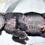 แห่ตีเลขเด็ดลูกแมวตาเดียว! โบราณเชื่อนำโชคมาให้ เซียนหวยบุกบ้านขอดูบ้านเลขที่(คลิป)