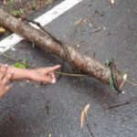 ฝนตกหนัก! หนุ่มใหญ่รีบกลับบ้าน ไม่ทันมอง ต้นไม้ยื่นขวางถนน ขี่ชนล้ม ร่างกระเด็นดับ
