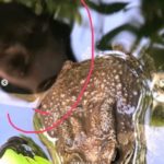ชวนขนลุก! เอ พศิน ไหว้องค์พญานาคในบ้าน ถ่ายติดใบหน้าปริศนา?