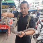 แจ้งหมองูเมืองสุราษฎร์ไปปราบ! ชาวบ้านผงะงูเห่าตัวเบ้อเร่อ ดุร้ายส่งเสียงขู่ไม่ให้เข้าใกล้(คลิป)