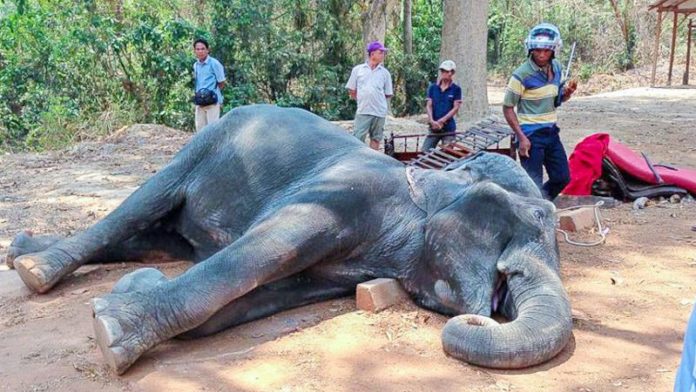 นครวัดลั่นเลิกทัวร์ “ขี่ช้าง”