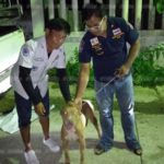 พิทบูล สุดน่าสงสาร ซนจนได้เรื่อง หัวติดใต้ท้องรถกระบะ ร้องโหวยหวนจนหมดแรง (คลิป)
