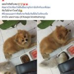 เพื่อนโพสต์ถึง สาวขับบิ๊กไบก์ แหกโค้งอ่างศิลารถติดคาต้นไม้ 19วันยังโคม่า-ไม่ฟื้น