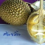 บุฟเฟ่ต์ทุเรียนบ้าน จ่ายแค่ 100 บาท  ก็อิ่มแปล้