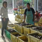 เกษตรกรพังงาร่ำไห้ นายทุนกดราคามังคุด ต่ำสุดในรอบ 30 ปี จำต้องเททิ้ง ไร้รัฐเหลียวแล