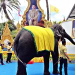 พังน้องหยก ช้างแสนรู้สวนนงนุช ตวัดพู่กันเขียน "ทรงพระเจริญ" ถวายพระพร