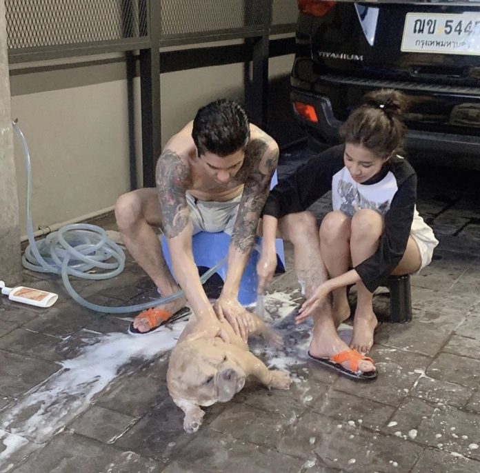 ใบเตย