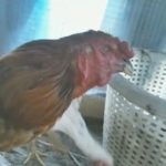 ภาพไม่ตรงปก! สั่งซื้อไก่ทางเฟซบุ๊ก บอกสวยเชิงดี แต่มาถึงได้ไก่ตาบอด-แผลเต็มตัว