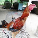 ภาพไม่ตรงปก! สั่งซื้อไก่ทางเฟซบุ๊ก บอกสวยเชิงดี แต่มาถึงได้ไก่ตาบอด-แผลเต็มตัว