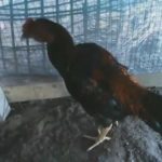 ภาพไม่ตรงปก! สั่งซื้อไก่ทางเฟซบุ๊ก บอกสวยเชิงดี แต่มาถึงได้ไก่ตาบอด-แผลเต็มตัว